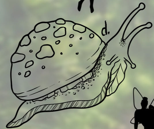 Fairies (d) - Sydney