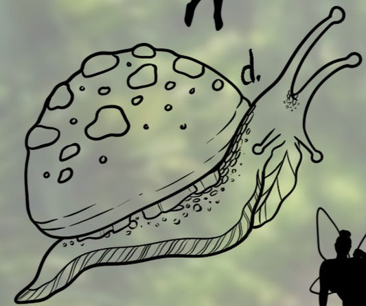 Fairies (d) - Sydney