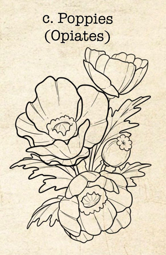 PHR Fundraiser (c) - Sydney